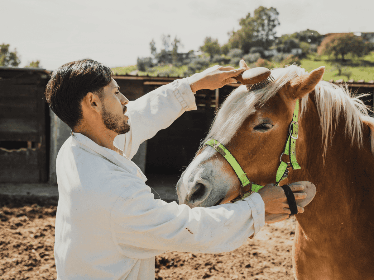 pre-vet MVNU Mount Vernon Nazarene University student horse pre-vet MVNU Mount Vernon Nazarene University student horse