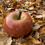 apple-painted